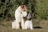 FOX TERRIER 441